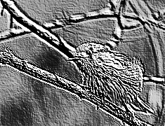 Skamielina