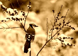 Sepia