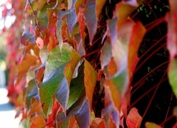 Oryginalny obrazek