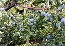 Oryginalny obrazek