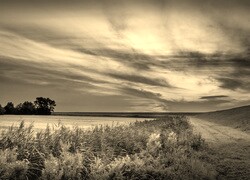 Szary + Sepia
