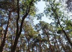 Oryginalny obrazek