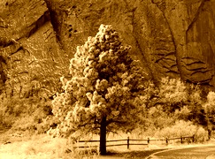 Sepia