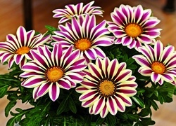 Oryginalny obrazek