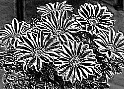 Skamielina