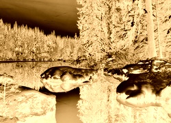 Sepia + Negatyw