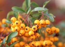 Oryginalny obrazek