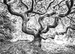 Szary + Sepia