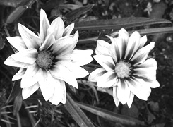 Szary + Sepia