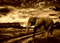 Sepia