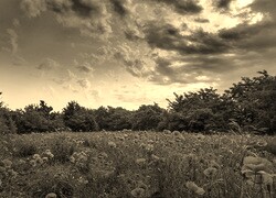 Szary + Sepia
