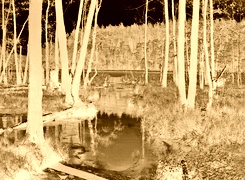 Sepia + Negatyw