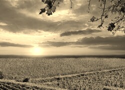 Szary + Sepia