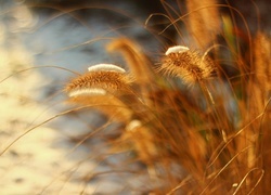 Oryginalny obrazek