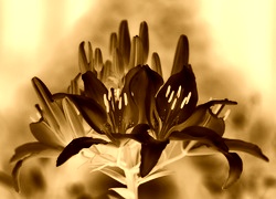 Sepia + Negatyw