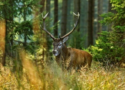 Oryginalny obrazek