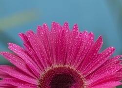 Oryginalny obrazek