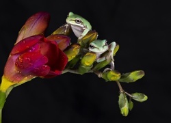 Oryginalny obrazek