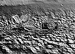 Skamielina