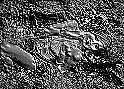 Skamielina