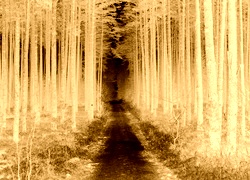 Sepia + Negatyw