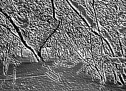 Skamielina
