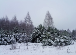Oryginalny obrazek