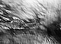 Skamielina