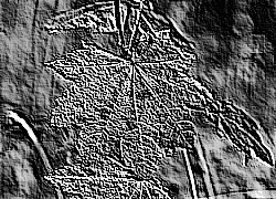 Skamielina