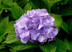 Oryginalny obrazek