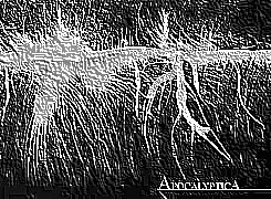 Skamielina