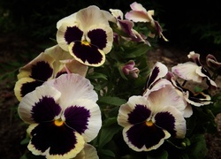 Oryginalny obrazek