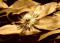 Sepia