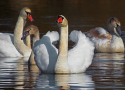 Oryginalny obrazek