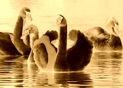 Sepia + Negatyw
