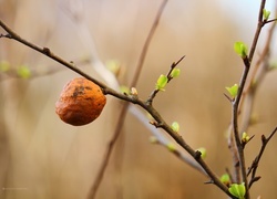 Oryginalny obrazek