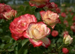 Oryginalny obrazek