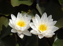 Oryginalny obrazek