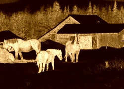 Sepia + Negatyw