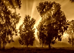 Sepia