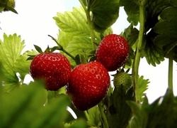 Oryginalny obrazek