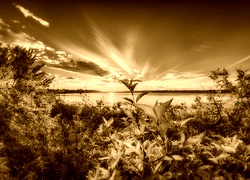 Sepia