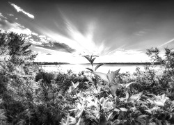 Szary + Sepia