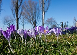 Oryginalny obrazek