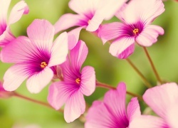 Oryginalny obrazek