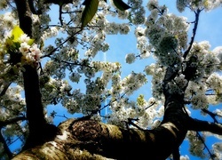 Oryginalny obrazek