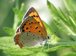 Oryginalny obrazek