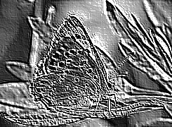 Skamielina