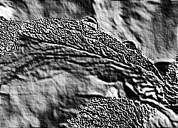 Skamielina