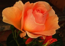 Oryginalny obrazek